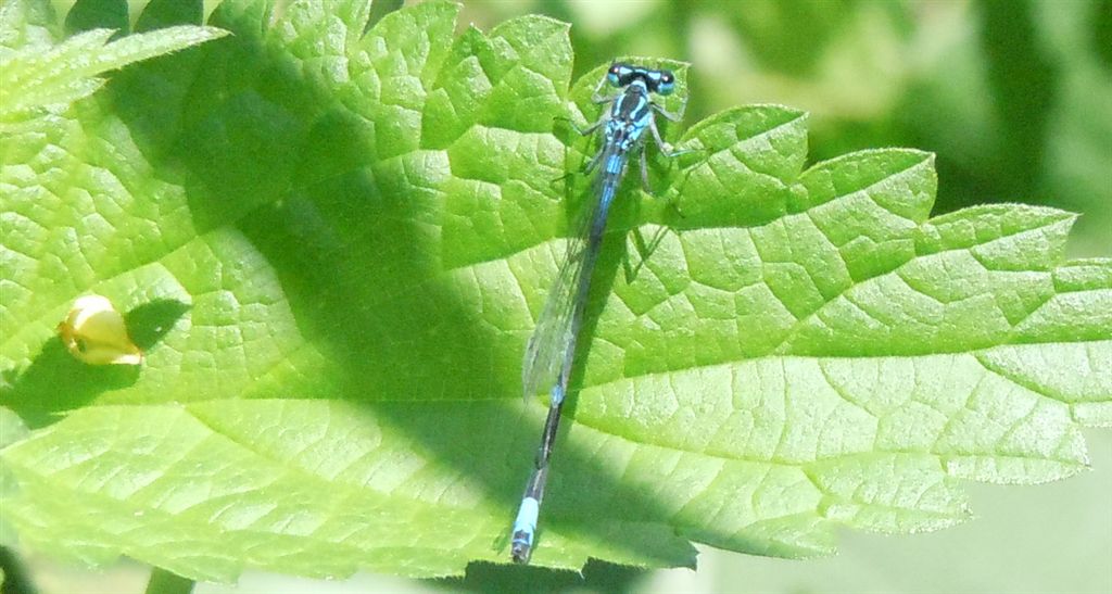 Coenagrion puella?